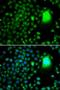TATA-Box Binding Protein Associated Factor 5 antibody, LS-C346289, Lifespan Biosciences, Immunofluorescence image 