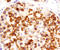 DEAD-Box Helicase 4 antibody, AF2030, R&D Systems, Immunohistochemistry frozen image 