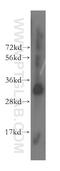 Mitochondrial Ribosomal Protein L46 antibody, 16611-1-AP, Proteintech Group, Western Blot image 
