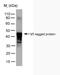 Non-structural protein V antibody, MCA2892, Bio-Rad (formerly AbD Serotec) , Immunoprecipitation image 