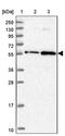 Zinc Finger Protein 436 antibody, PA5-60524, Invitrogen Antibodies, Western Blot image 