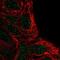 Fibrinogen Silencer Binding Protein antibody, NBP2-55242, Novus Biologicals, Immunofluorescence image 