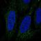 Leucine Rich Repeat And Ig Domain Containing 3 antibody, NBP2-56488, Novus Biologicals, Immunofluorescence image 