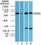 E3 ubiquitin-protein ligase RNF128 antibody, TA337013, Origene, Western Blot image 