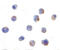 Elongator Complex Protein 1 antibody, LS-B571, Lifespan Biosciences, Immunocytochemistry image 
