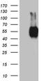 B- and T-lymphocyte attenuator antibody, TA505558AM, Origene, Western Blot image 