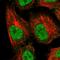 Adipogenesis Associated Mth938 Domain Containing antibody, HPA037918, Atlas Antibodies, Immunofluorescence image 