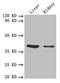 Fc Fragment Of IgG Receptor And Transporter antibody, LS-C285500, Lifespan Biosciences, Western Blot image 