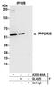 Protein Phosphatase 2 Regulatory Subunit Bbeta antibody, A300-964A, Bethyl Labs, Immunoprecipitation image 