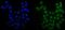 DNA replication licensing factor MCM6 antibody, M02755, Boster Biological Technology, Immunofluorescence image 