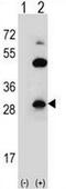 Claudin 2 antibody, AP50946PU-N, Origene, Western Blot image 