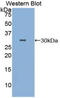 DNA Fragmentation Factor Subunit Beta antibody, LS-C293225, Lifespan Biosciences, Western Blot image 