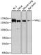 Myocardin Related Transcription Factor A antibody, STJ110802, St John