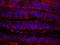 RAN Binding Protein 1 antibody, IHC-00441, Bethyl Labs, Immunofluorescence image 