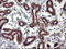Rap Guanine Nucleotide Exchange Factor 1 antibody, LS-C338210, Lifespan Biosciences, Immunohistochemistry paraffin image 