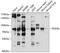 Podocalyxin Like antibody, 13-496, ProSci, Western Blot image 