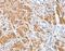 Centromere Protein C antibody, MBS2516731, MyBioSource, Immunohistochemistry frozen image 