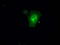 Guanylate Binding Protein 2 antibody, TA500655, Origene, Immunofluorescence image 