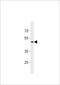 G Protein-Coupled Receptor 150 antibody, LS-C203951, Lifespan Biosciences, Western Blot image 