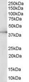 p42-MAPK antibody, TA302982, Origene, Western Blot image 