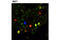 Cyclin Dependent Kinase 4 antibody, 12790T, Cell Signaling Technology, Immunocytochemistry image 