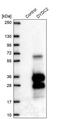 DPY30 Domain Containing 2 antibody, PA5-58207, Invitrogen Antibodies, Western Blot image 