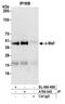 C-Maf Inducing Protein antibody, A700-045, Bethyl Labs, Immunoprecipitation image 