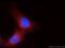 Transient Receptor Potential Cation Channel Subfamily M Member 1 antibody, 55111-1-AP, Proteintech Group, Immunofluorescence image 