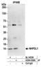 NHP2-like protein 1 antibody, A304-030A, Bethyl Labs, Immunoprecipitation image 