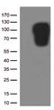 Intercellular Adhesion Molecule 1 antibody, CF506870, Origene, Western Blot image 