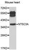 5'-Nucleotidase, Cytosolic IIIA antibody, STJ29730, St John