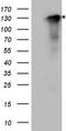Synaptopodin antibody, TA890150, Origene, Western Blot image 
