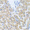 SCO Cytochrome C Oxidase Assembly Protein 1 antibody, abx006387, Abbexa, Western Blot image 