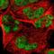 Retrotransposon Gag Like 9 antibody, NBP1-82914, Novus Biologicals, Immunocytochemistry image 