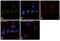 Erk1 antibody, MA5-15134, Invitrogen Antibodies, Immunofluorescence image 