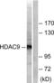 Histone Deacetylase 9 antibody, LS-C118483, Lifespan Biosciences, Western Blot image 