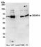 Protein DGCR14 antibody, NBP2-36530, Novus Biologicals, Western Blot image 