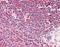LIM Zinc Finger Domain Containing 2 antibody, orb95858, Biorbyt, Immunohistochemistry paraffin image 