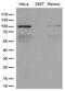 Chromosome Segregation 1 Like antibody, M04496, Boster Biological Technology, Western Blot image 