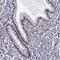 Zinc Finger Protein 19 antibody, PA5-66617, Invitrogen Antibodies, Immunohistochemistry paraffin image 