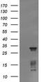 Tripartite Motif Containing 38 antibody, TA505980, Origene, Western Blot image 
