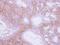 Neuromedin U Receptor 1 antibody, PA5-30376, Invitrogen Antibodies, Immunohistochemistry paraffin image 