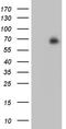 Homeobox protein Hox-A3 antibody, TA811577, Origene, Western Blot image 
