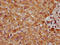 Cholesterol 7-alpha-monooxygenase antibody, CSB-PA006460LA01HU, Cusabio, Immunohistochemistry frozen image 