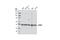 Nuclear receptor subfamily 6 group A member 1 antibody, 5417S, Cell Signaling Technology, Western Blot image 