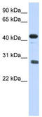 Cell Division Cycle Associated 5 antibody, TA344396, Origene, Western Blot image 