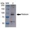 Rubicon Autophagy Regulator antibody, LS-C774356, Lifespan Biosciences, Western Blot image 