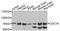 Cell division cycle protein 16 homolog antibody, STJ29277, St John