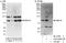 Mediator Complex Subunit 16 antibody, A303-668A, Bethyl Labs, Immunoprecipitation image 