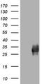 CD99 Molecule (Xg Blood Group) antibody, TA800820S, Origene, Western Blot image 